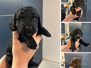 Cockapoo dogs - Advert 30