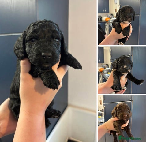 Cockapoo dogs - Advert 15