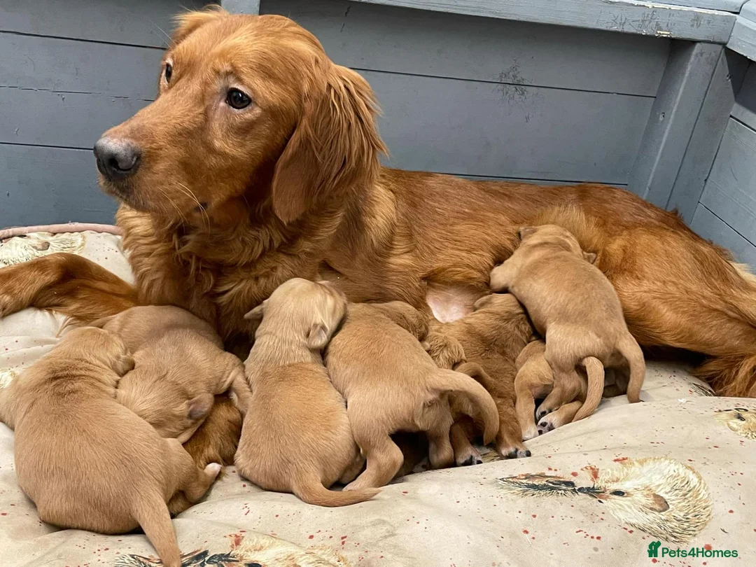 Golden Retriever dogs for sale: DARK RED KC REG GOLDEN PUPPIES HEALTH TESTED CLEAR - Advert 24