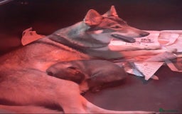 German Shepherd dogs for sale: RARE TAMASKAN PUPS. EMBARK PEDIGREE AND REGISTERED - Image 12