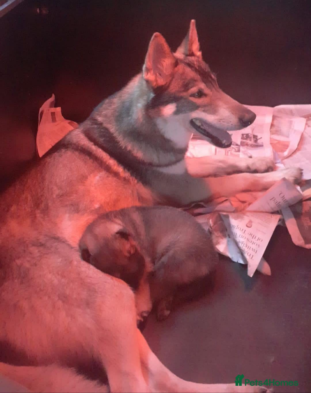 German Shepherd dogs for sale: RARE TAMASKAN PUPS. EMBARK PEDIGREE AND REGISTERED - Image 12