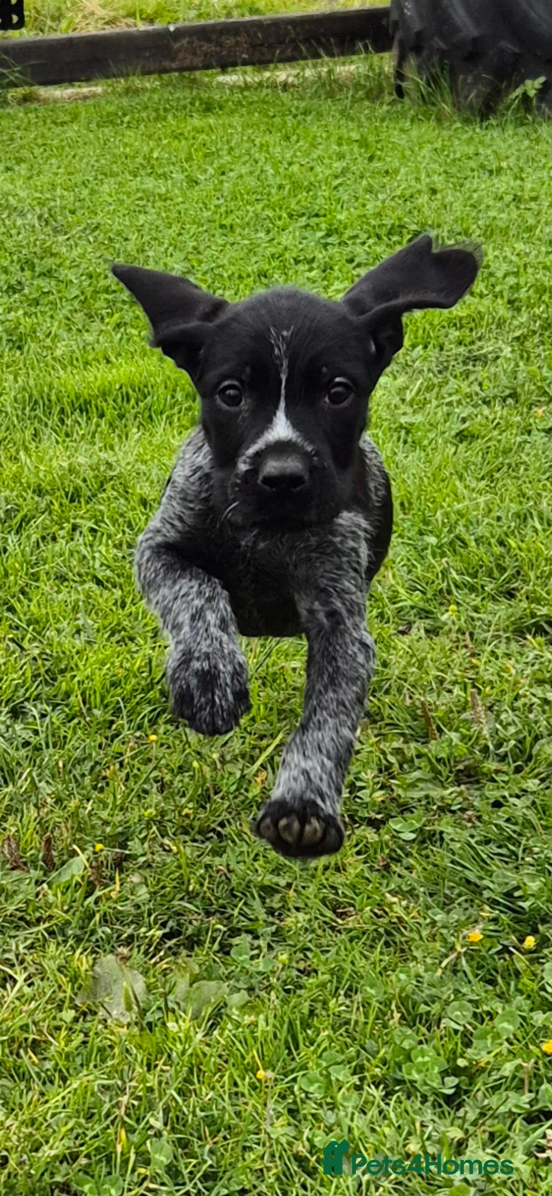 Mixed Breed dogs for sale: GWP X LABRADOR. Ready for new Home. in Castle Douglas - Image 6