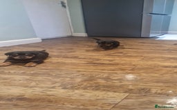 Rottweiler dogs for sale: Fabulous German bloodline pups - Image 11