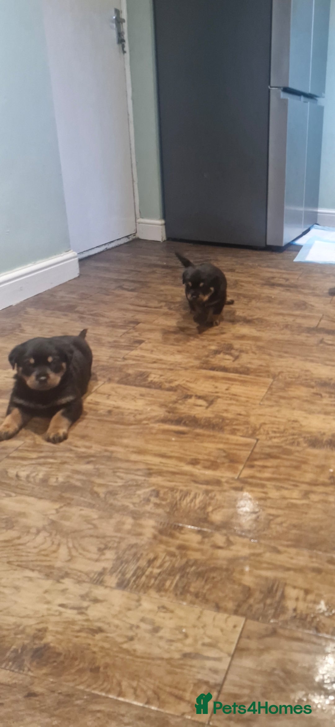 Rottweiler dogs for sale: Fabulous German bloodline pups - Image 11