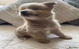 Pomsky dogs for sale: Ready - Blue eyed pomsky’s  - Image 8