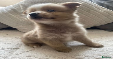 Pomsky dogs - Advert 5