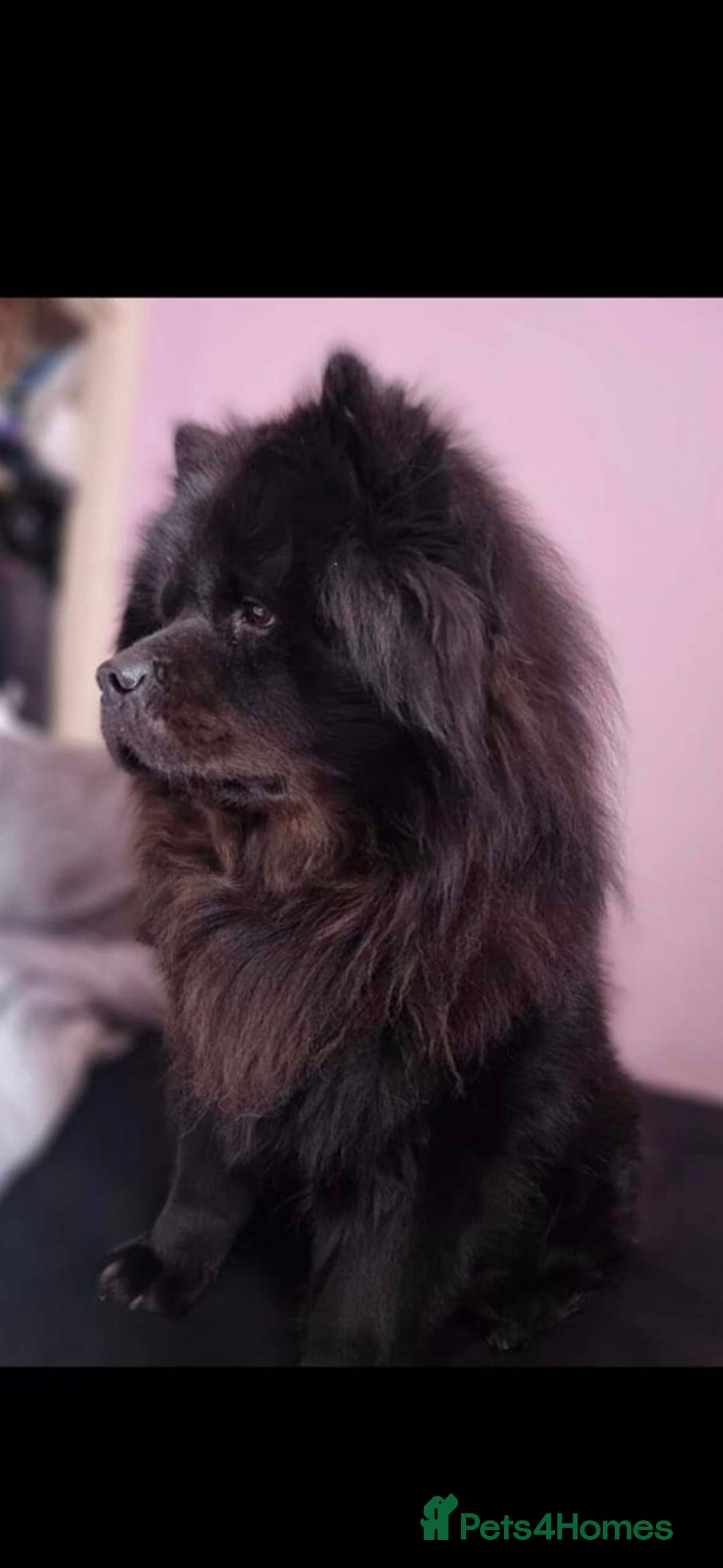 Chow Chow dogs for sale: CHOW CHOW REHOME - Image 3