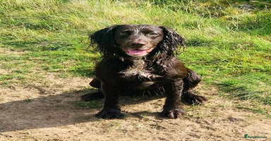 Cocker Spaniel dogs - Advert 11