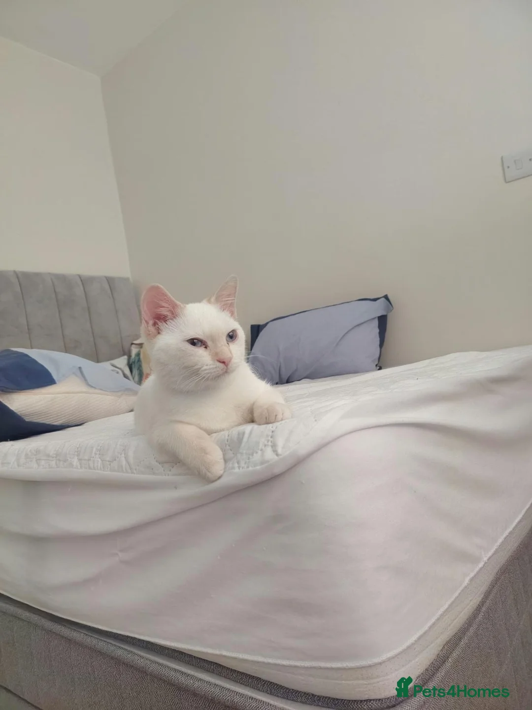 Siamese cats for sale: Popcorn  in Manchester - Advert 2