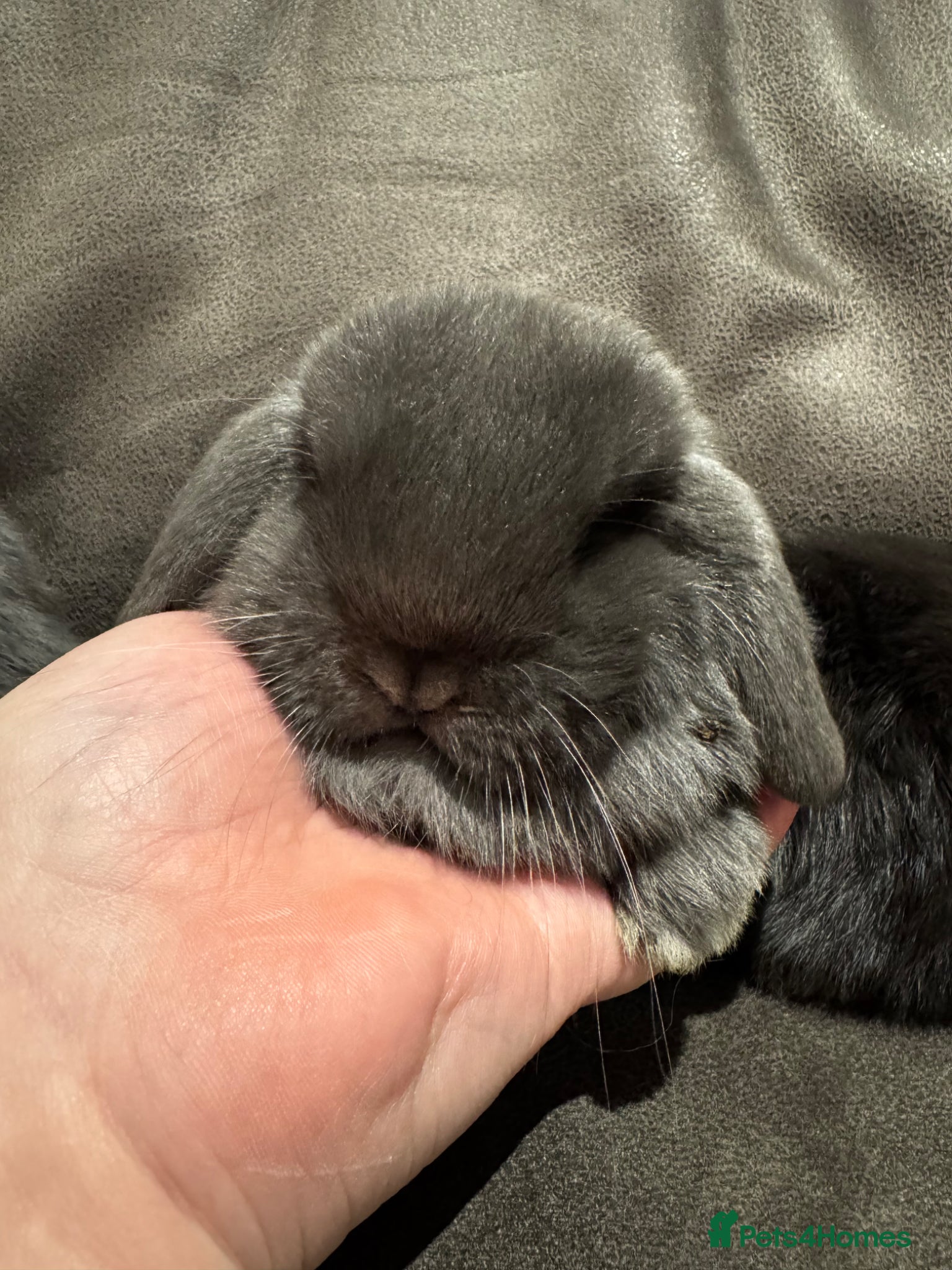 Mini Lop rabbits 💙 Pure Breed Mini Lop Boys Available 🩷 - Advert 2