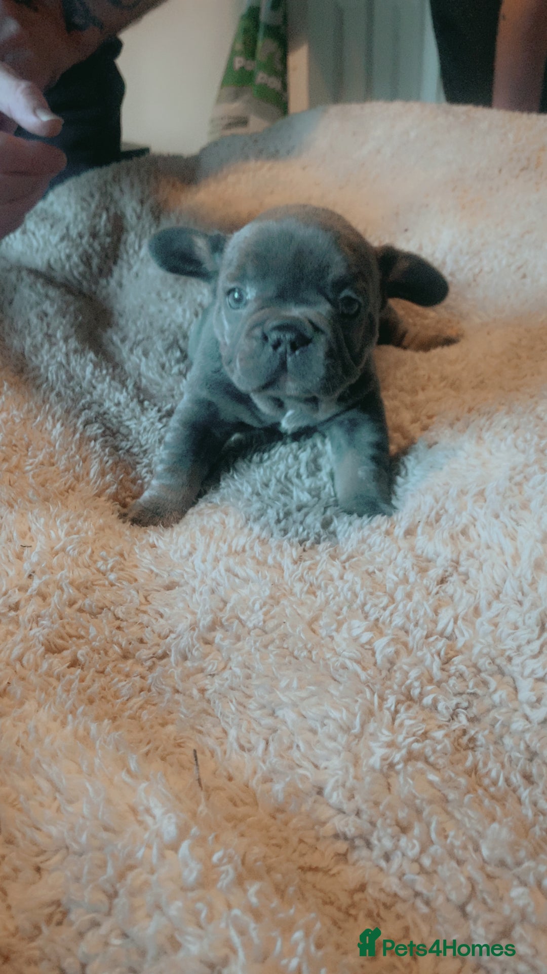 French Bulldog dogs for sale: French bulldog for sale  - Image 6