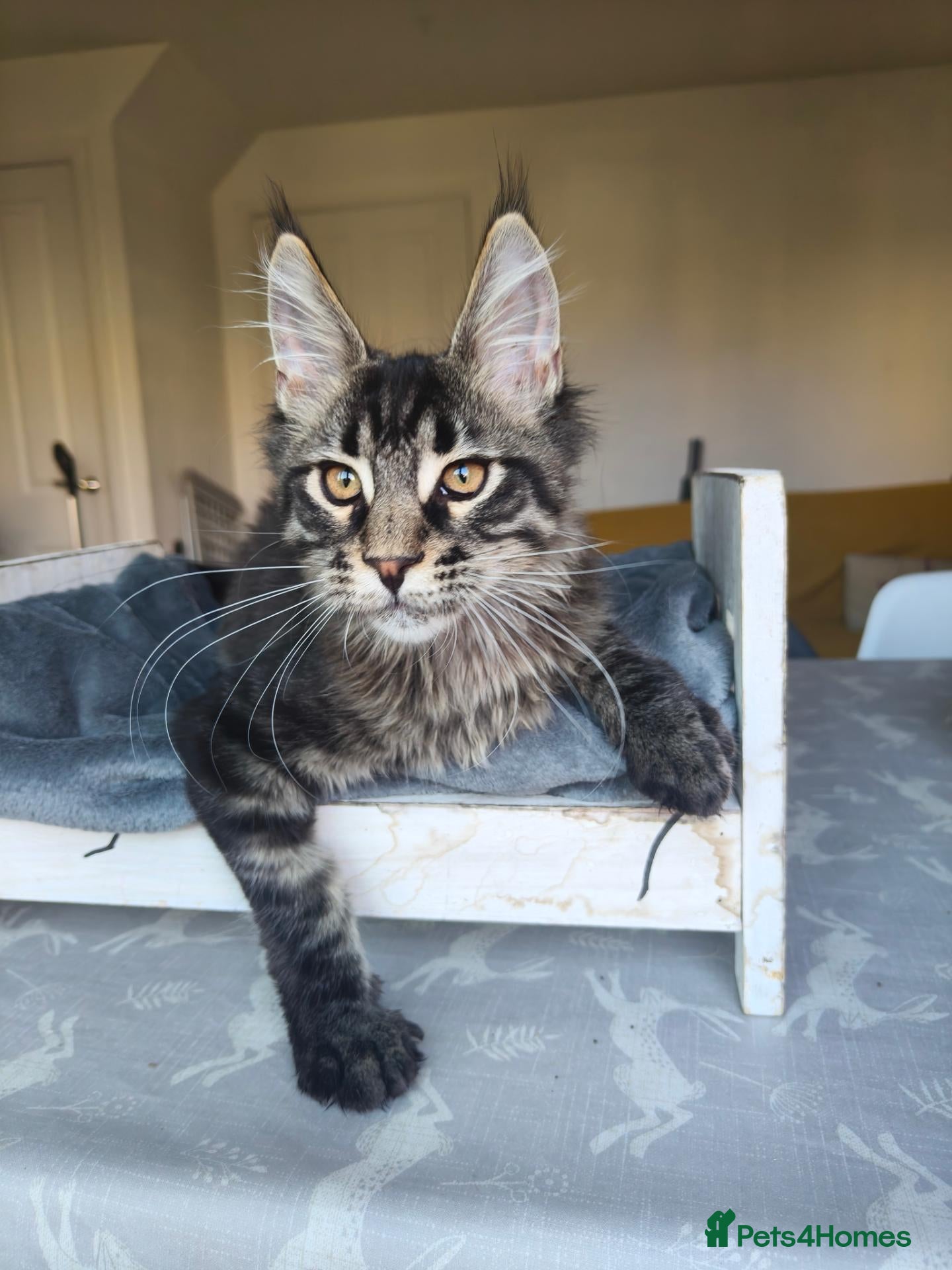 Maine Coon cats ready now  STUNNING TICA MAINE COON KITTENS - Advert 1