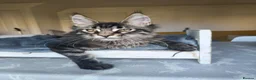 Maine Coon cats for sale: ready now  STUNNING TICA MAINE COON KITTENS - Advert 3