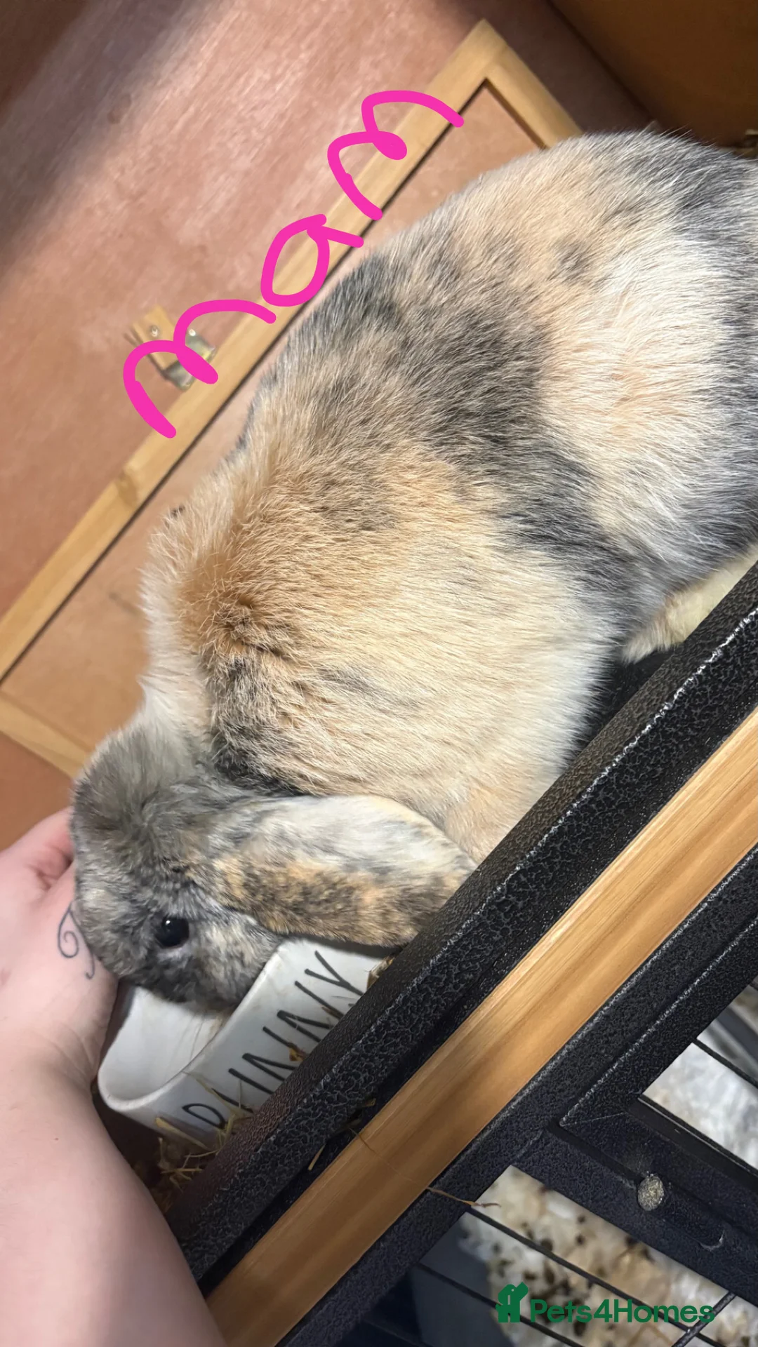 Mini Lop rabbits for sale: Mini lops  - Advert 11