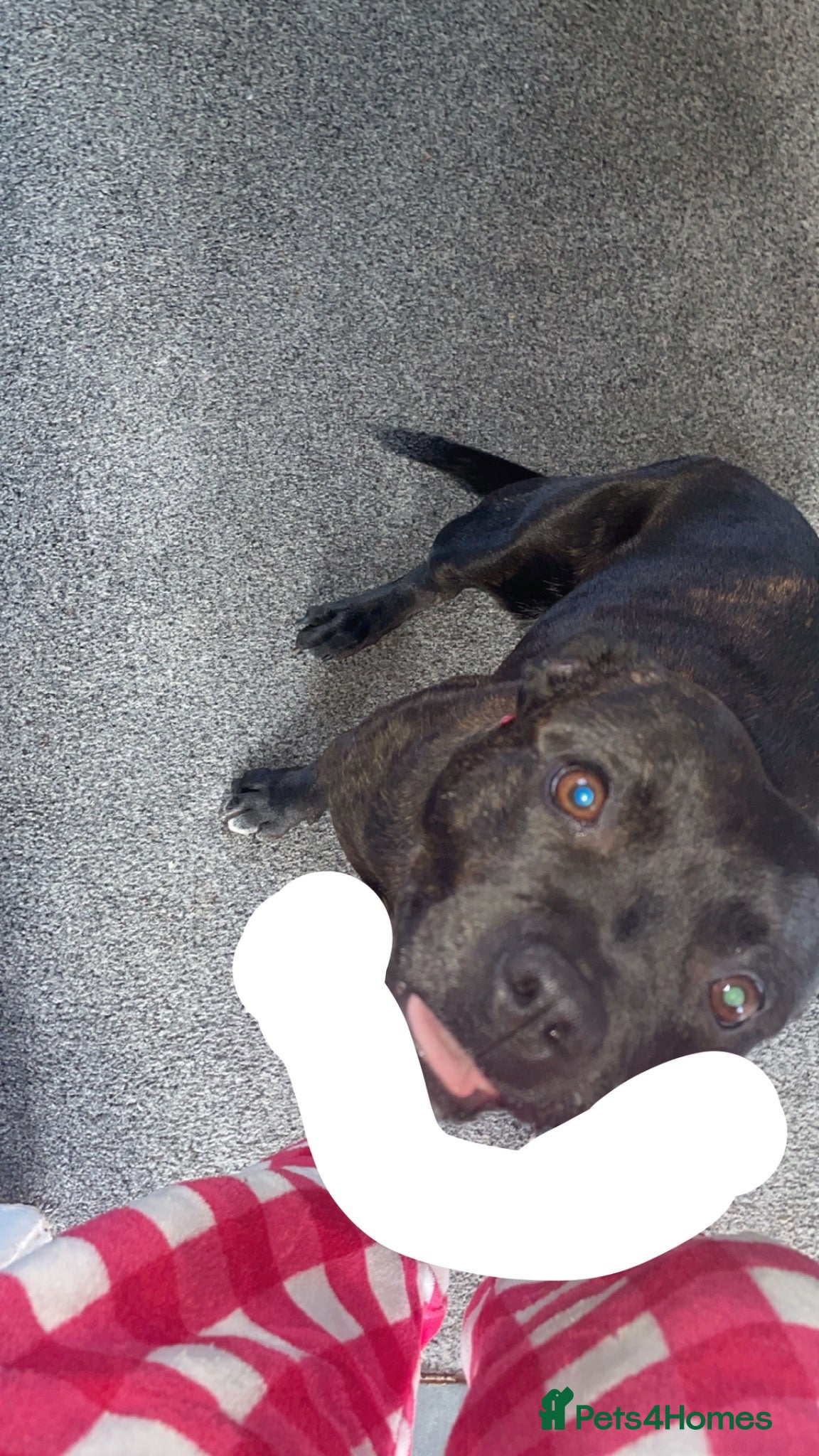 American Bull Staffy dogs Female staffy - Advert 9