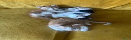 Mixed Breed cats for sale: GORGEOUS KITTENS  - Advert 9