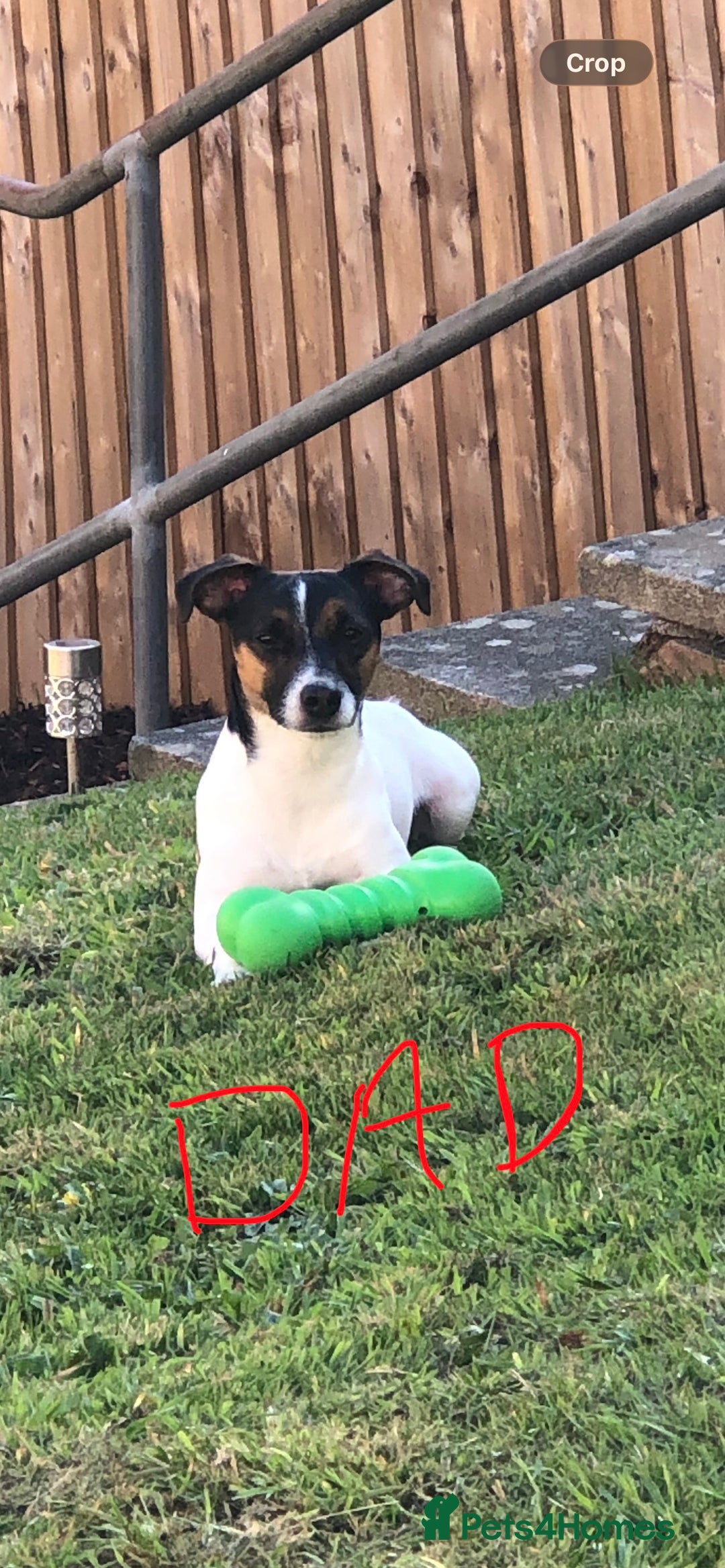 Mixed Breed dogs for sale: German Shepherd x Staffy x Jack Russell puppies  - Advert 3