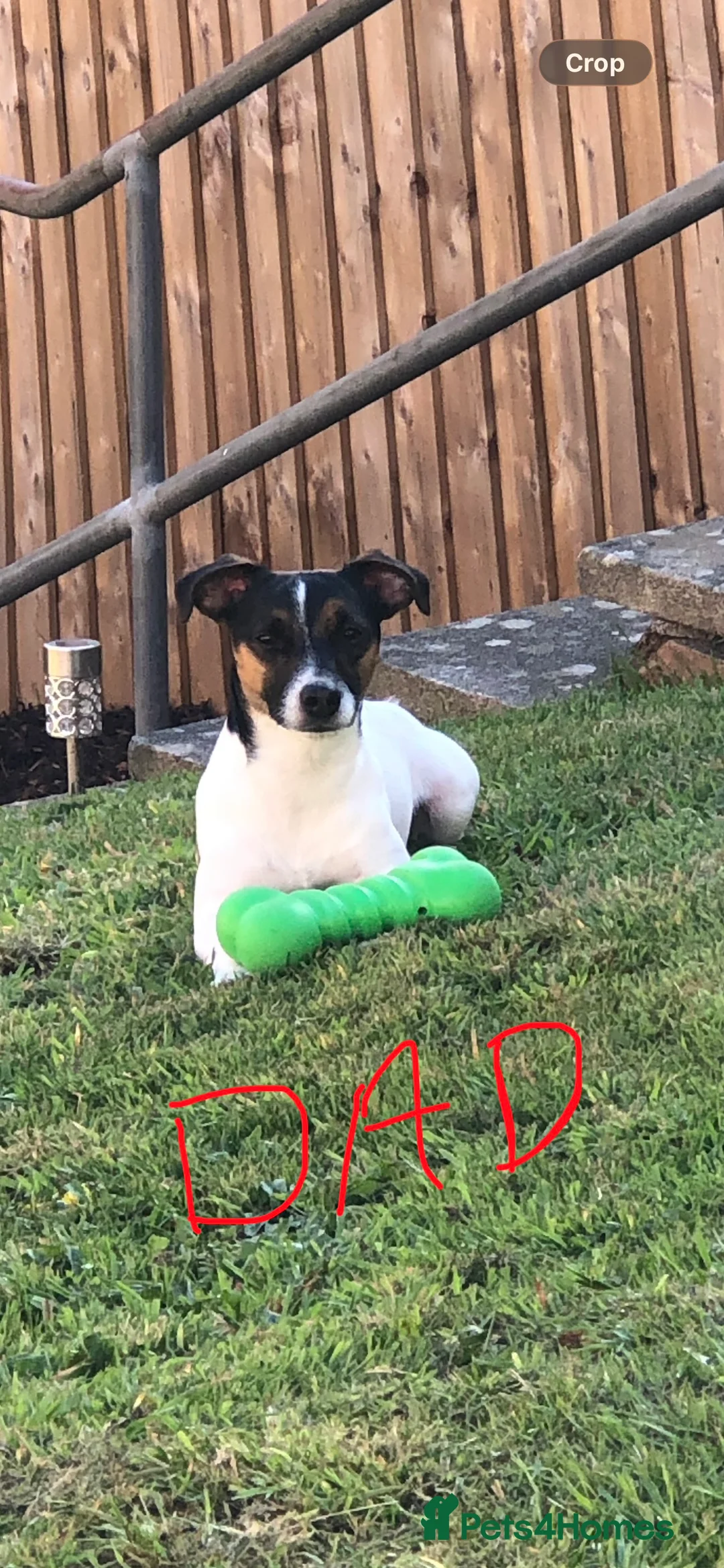 Mixed Breed dogs for sale: German Shepherd x Staffy x Jack Russell puppies  - Advert 3