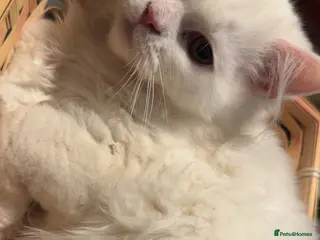 Persian cats PERSIAN KITTEN FOR SALE - Advert 1