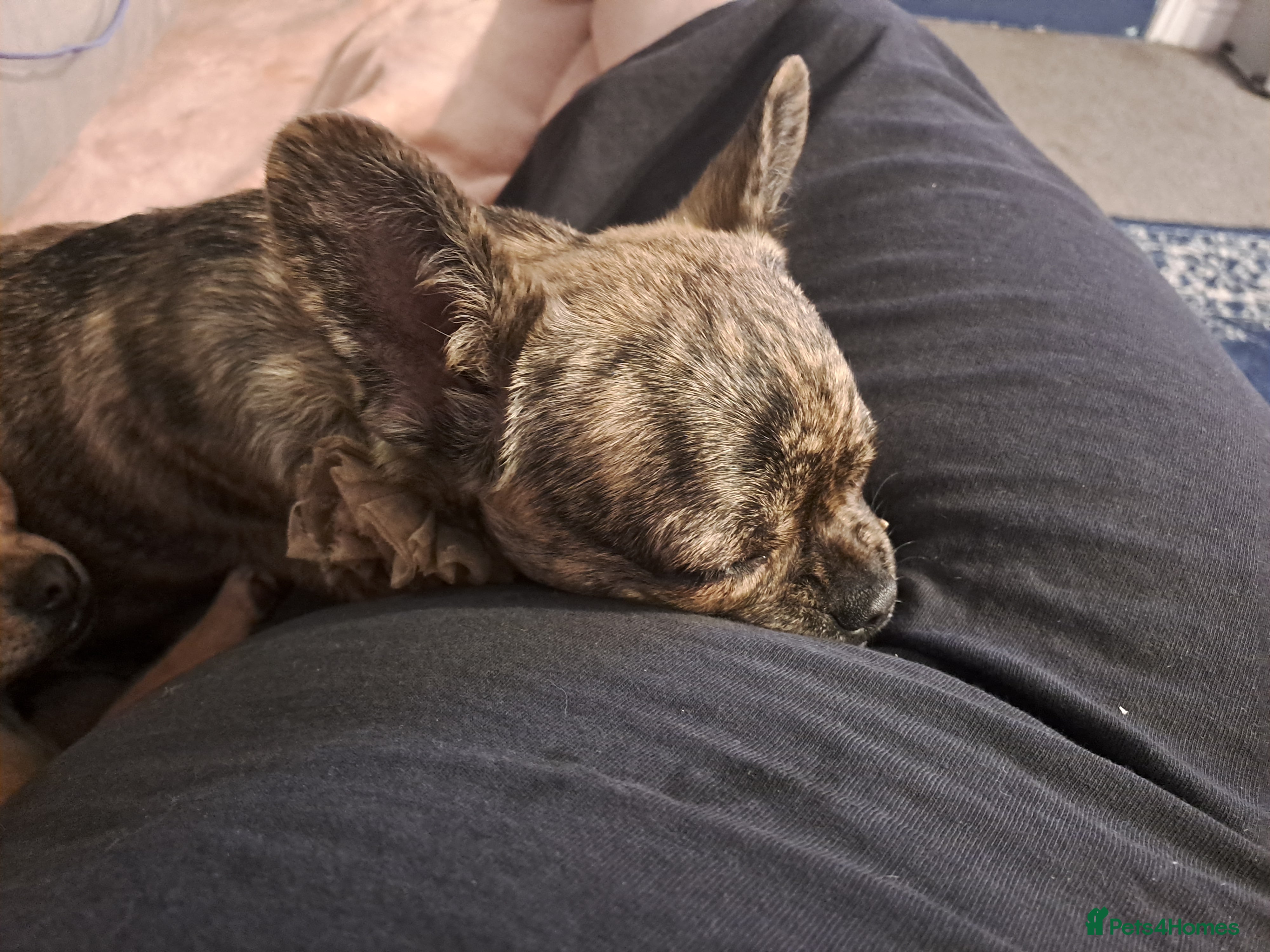 Mixed Breed dogs Frenchie x chihuahua x1 .female 7 months old. - Advert 15