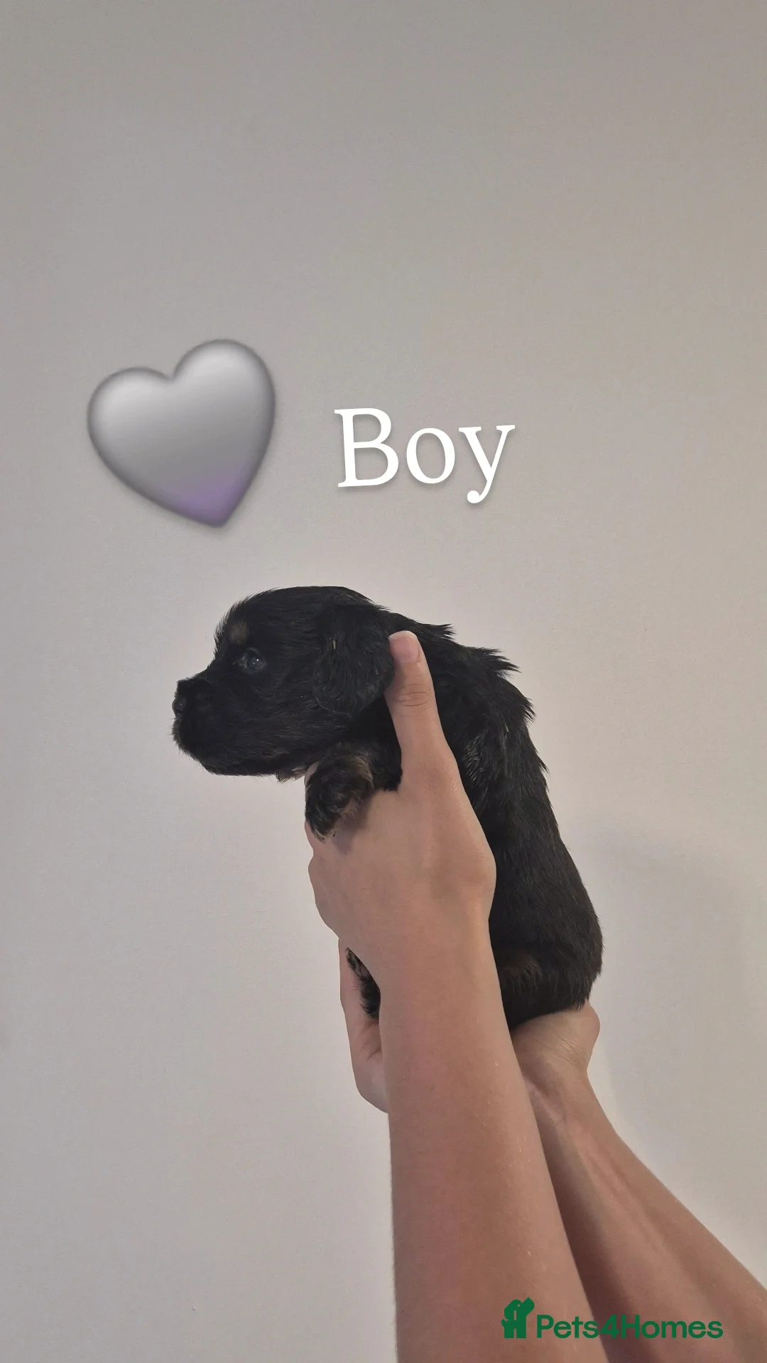 Cocker Spaniel dogs for sale: Kc show cocker spaniel puppies - Image 3