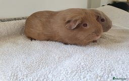 Guinea Pig rodents for sale: Two pet sow guinea pigs for sale £55 for the pair - Image 2