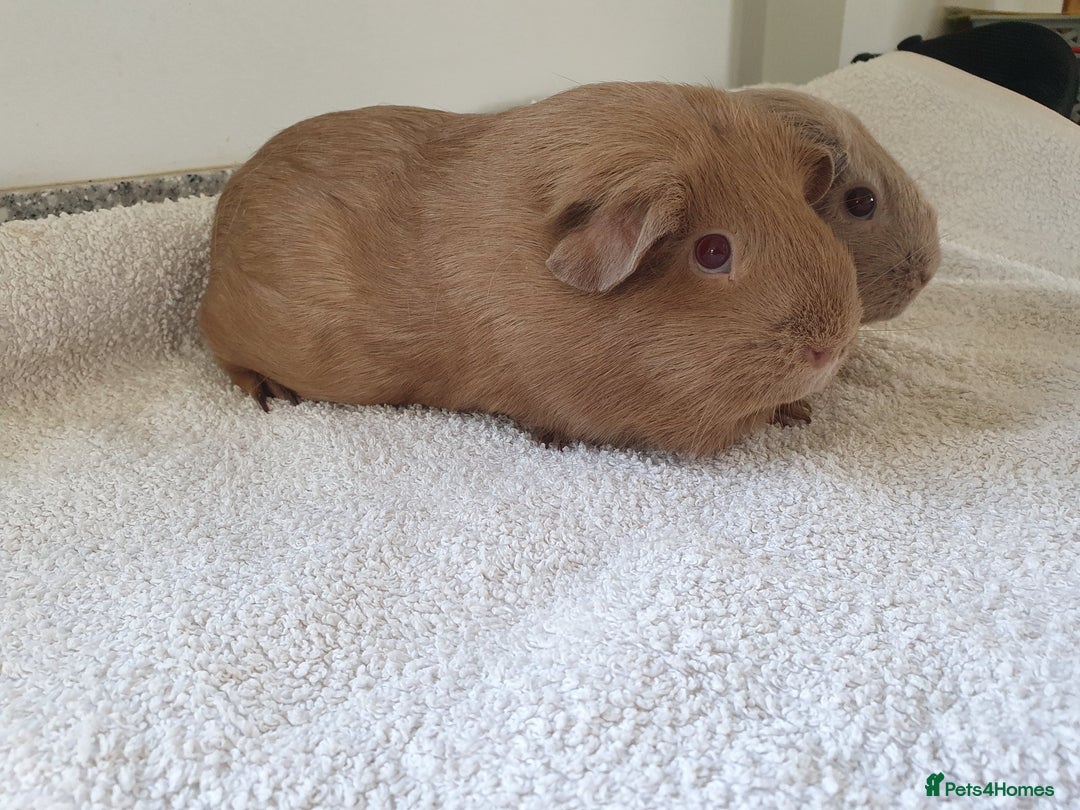 Guinea Pig rodents for sale: Two pet sow guinea pigs for sale £55 for the pair - Image 2