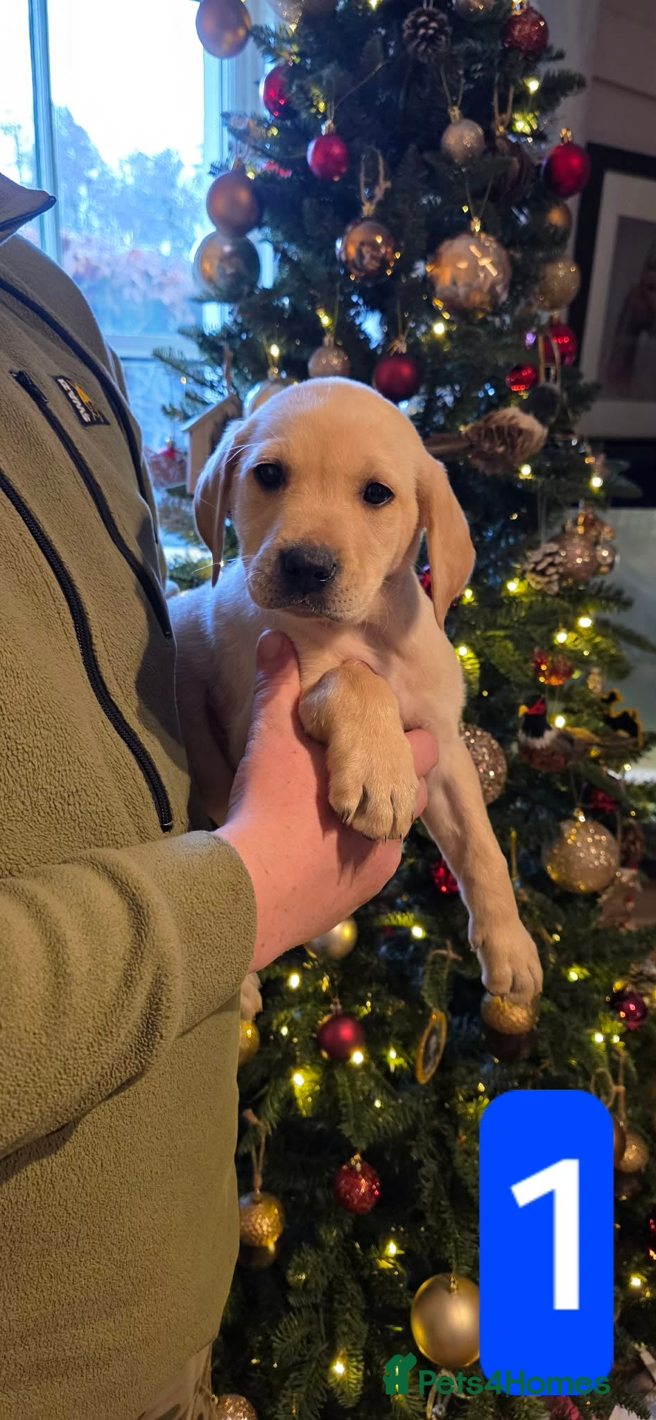 Labrador Retriever dogs Labrador Puppies  - Advert 15