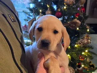 Labrador Retriever dogs Labrador Puppies - Advert 5