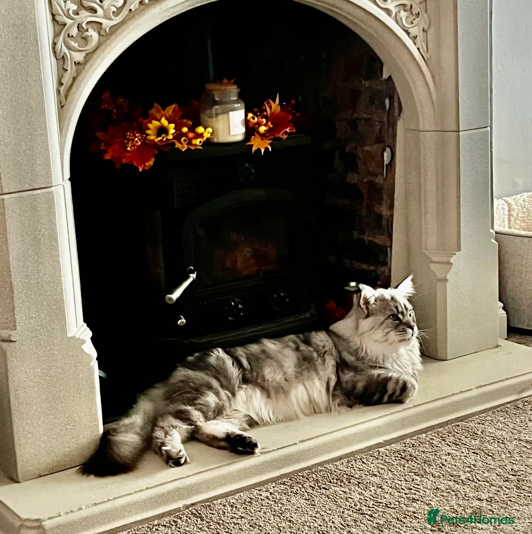 Maine Coon cats for stud: TICA champion and ICWW Maine Coon stud available  in Brighouse - Advert 26