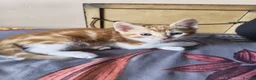 Mixed Breed cats for sale: 4 Well Trained & Healthy Kittens For New Home - Advert 13