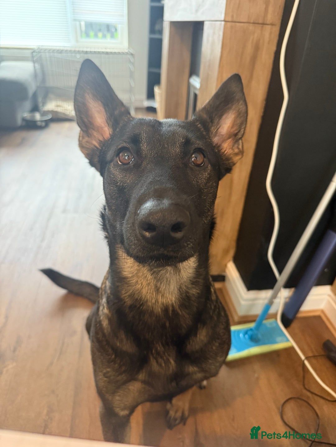 Belgian Shepherd Dog dogs for sale: Belgian Malinois Puppies - Advert 3