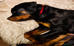 Rottweiler dogs for sale: Denzil  - Image 3