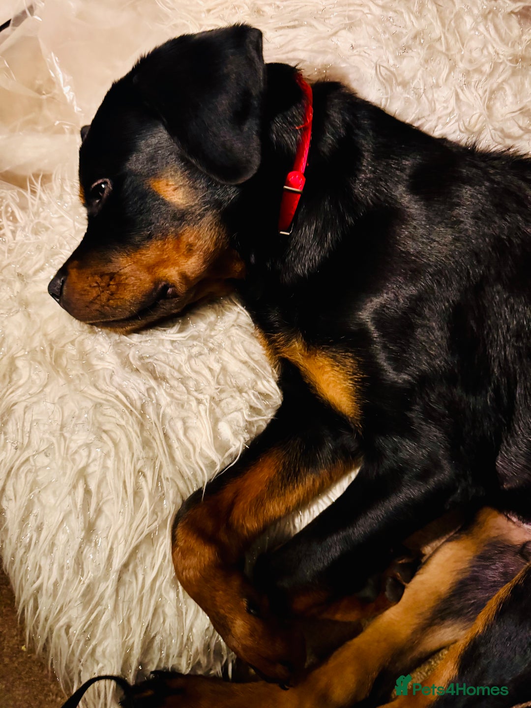 Rottweiler dogs for sale: Denzil  - Image 3