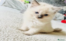 Ragdoll cats for sale: Ragdoll kittens - Image 7