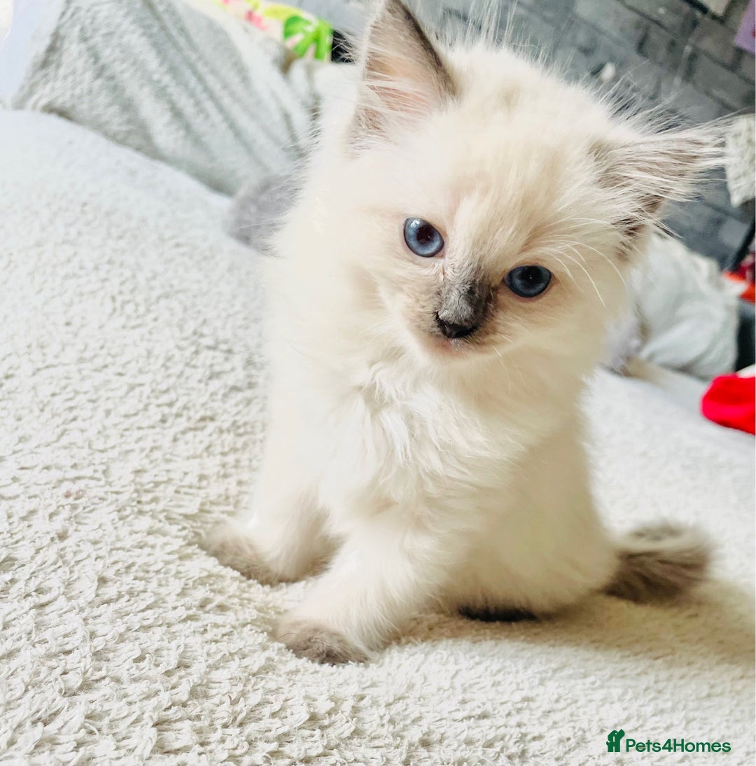 Ragdoll cats for sale: Ragdoll kittens - Image 7