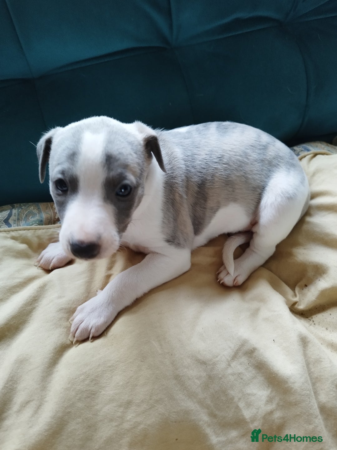 Whippet dogs for sale: Beautiful KC registered whippet puppies  - Advert 6