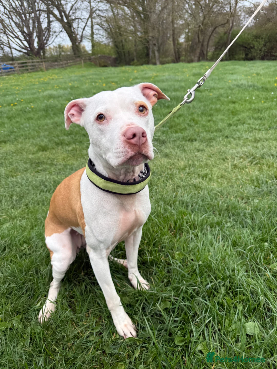 Staffordshire Bull Terrier dogs for sale: Beautiful staffy female for adoption! - Advert 2