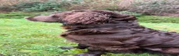 American Cocker Spaniel dogs for sale: CHOCOLATE COAT - AMERICAN WATER SPANIEL  in Liverpool - Advert 5