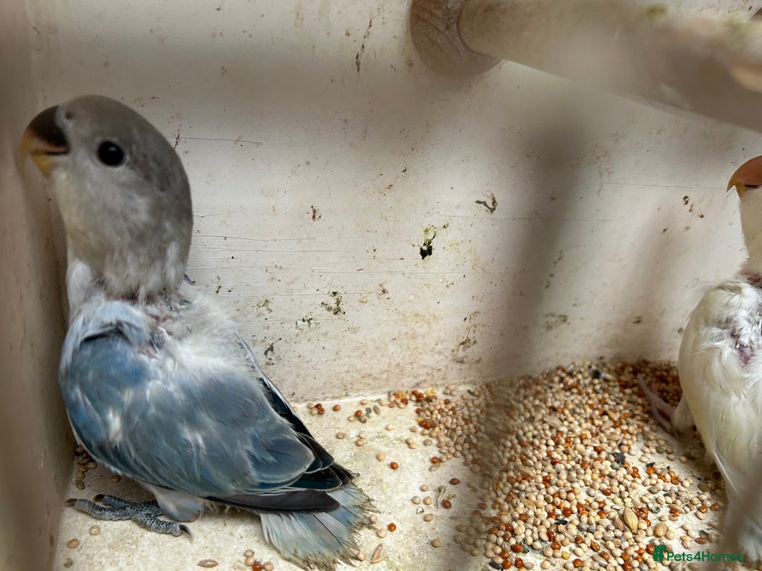 Lovebirds birds for sale: Lovebird for sale, all in good health  - Advert 5