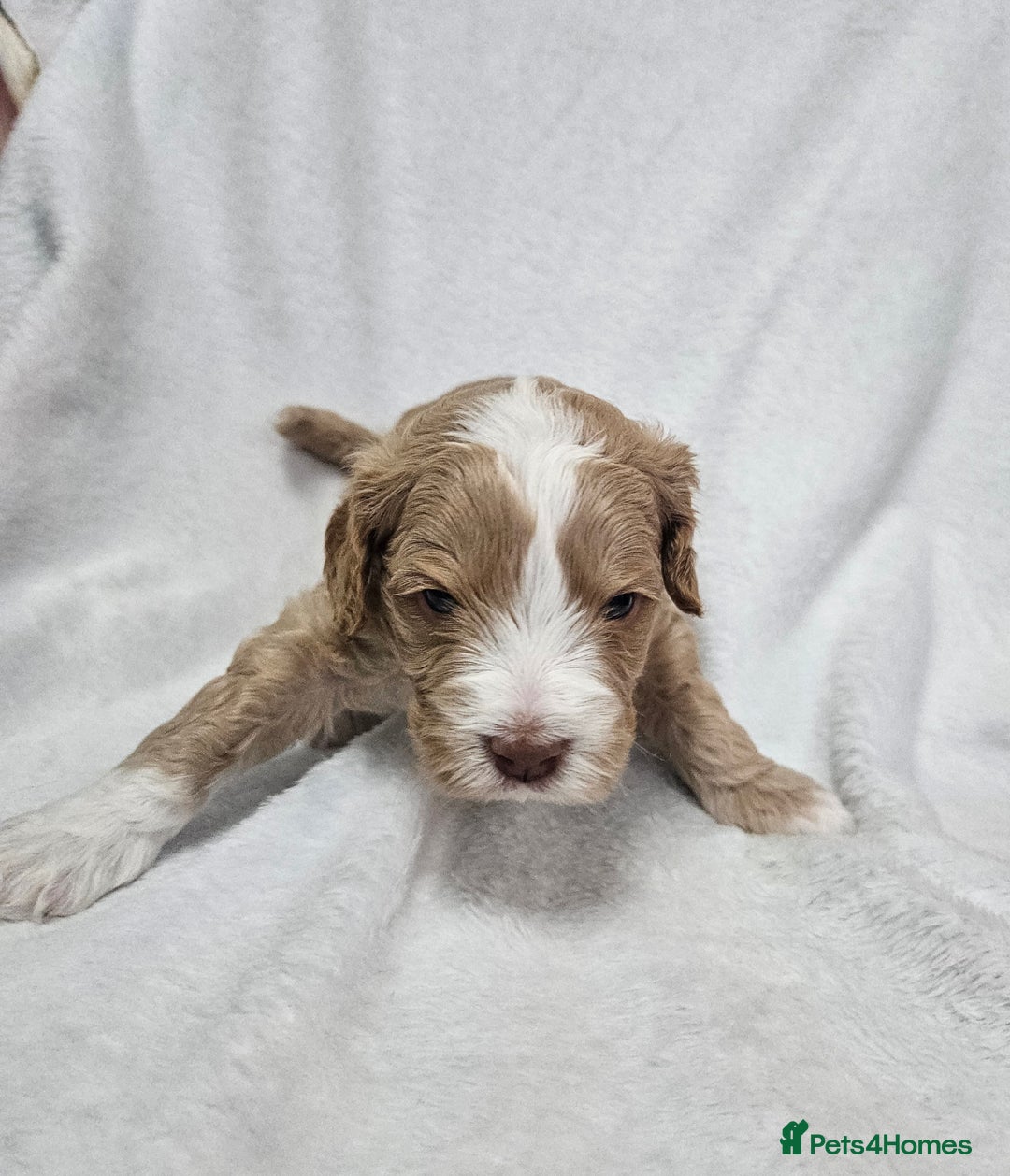 Australian Labradoodle dogs for sale: Australian Labradoodle Hybrid Puppies - Advert 5