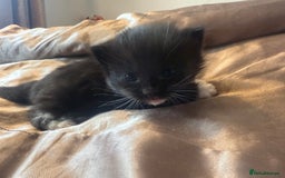 British Longhair cats for sale: X5 ragdoll crossbreed kitten polydactyl  - Advert 13