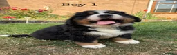 Bernese Mountain Dog dogs for sale: BEAUTIFUL BERNESE MOUNTAIN DOG PUPPIES-4 BOYS !!! - Advert 11