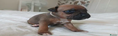 Staffordshire Bull Terrier 6