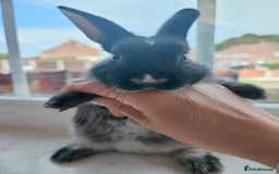 Dwarf Lop rabbits for sale: A cute little rabbit - Image 12