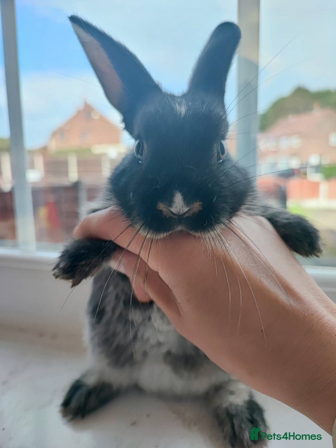 Dwarf Lop rabbits for sale: A cute little rabbit - Image 12