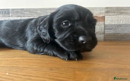 Cocker Spaniel dogs for sale: Baby Cocker Spaniels working type - Image 25