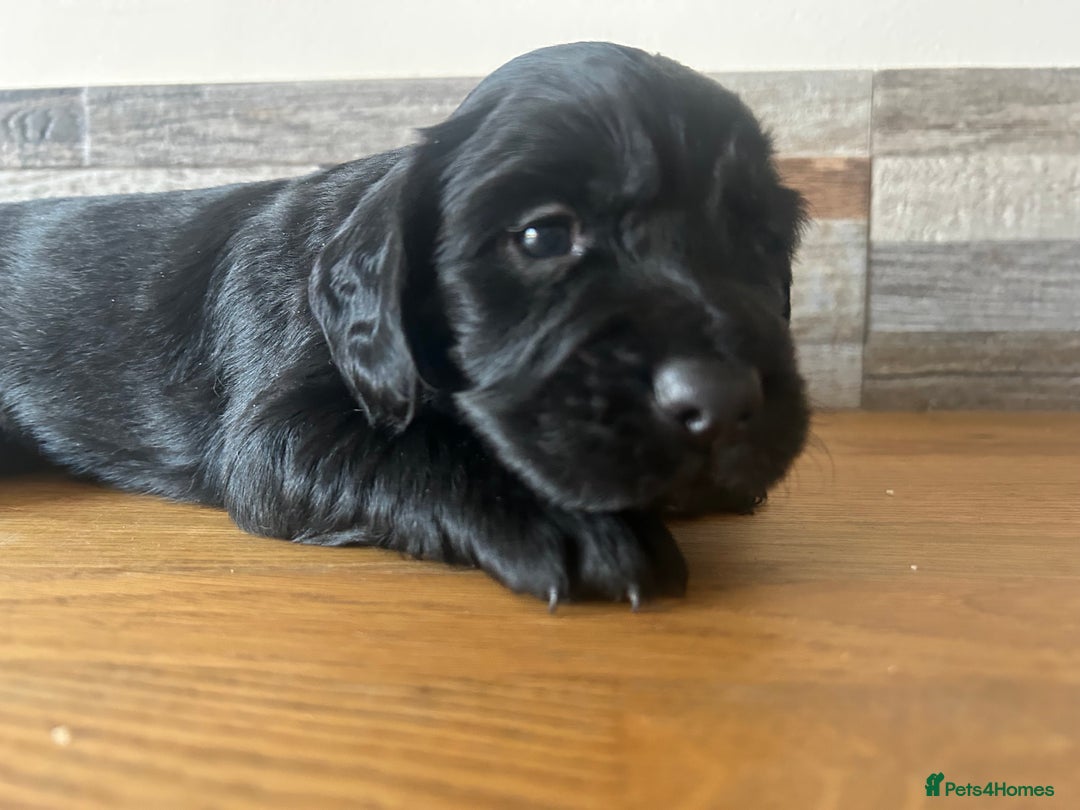 Cocker Spaniel dogs for sale: Baby Cocker Spaniels working type - Image 25