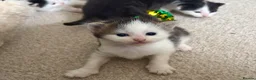 Mixed Breed cats for sale: 7 adorable kittens for sale  in Ashford - Advert 10
