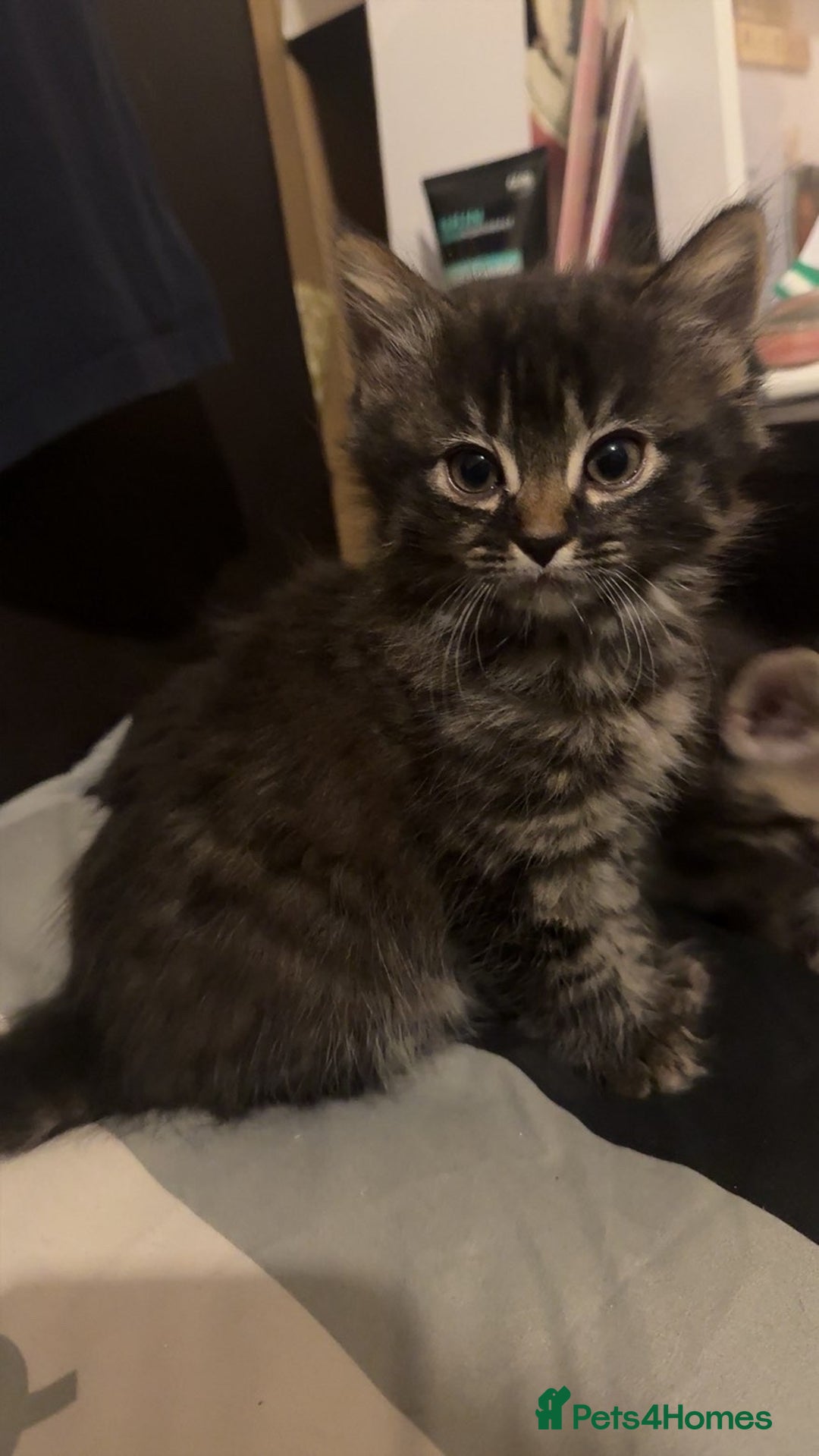 Mixed Breed cats for sale: 3 kittens for sale(1male/2female) - Advert 1